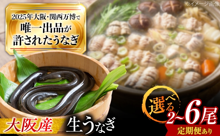 
                  【全6回定期便】 鰻 美陵鰻の生鰻 3尾 / 美陵鰻 鰻 うなぎ ウナギ 蒲焼 蒲焼き かば焼き 白焼き 白焼 肉厚 うな重 うな丼 タレ 山椒 国産 スタミナ 土用 丑の日 土用の丑の日 贈答 ギフト / 大阪府藤井寺市/株式会社れいわ水産 [BLAL069]
                