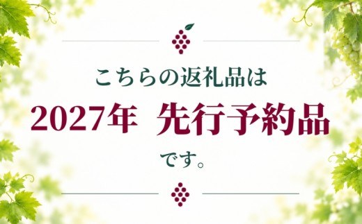 【2027年先行予約】山梨県都留市産 クイーンニーナ　 約1.2kg（2～3房）| ぶどう 種なし ぶどう くいーんにーな