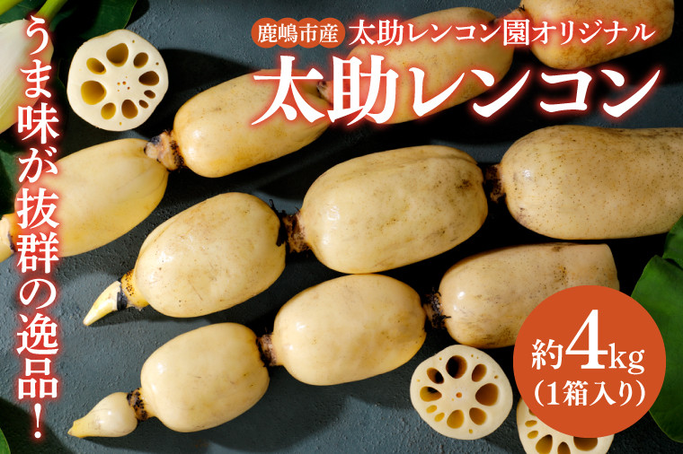 
                  蓮根 レンコン 約4kg  れんこん 野菜 根菜 蓮根 れん根 4キロ 国産 こだわり 料理 アレンジ 揚げ物 炒め物 練り物 健康 産地直送 茨城県産 鹿嶋市産 ギフト 贈り物 お取り寄せ グルメ 送料無料 茨城県 鹿嶋市 太助レンコン
                