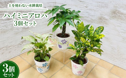 
ハイミニアロハ　3個セット＜オススメ観葉植物でお届け＞【1358771】
