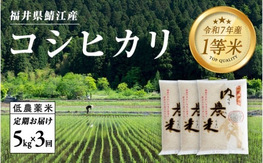 【令和7年産 新米！】【2025年10月上旬以降 順次発送予定】【3ヶ月連続お届け】令和7年産 内農米コシヒカリ定期便 5kg × 3回 計15kg [E-00501] / こしひかり 定期便 3ヶ月 減農薬 有機栽培 白米  精米 ご飯 コメ ごはん ライス 産地直送 鯖江市