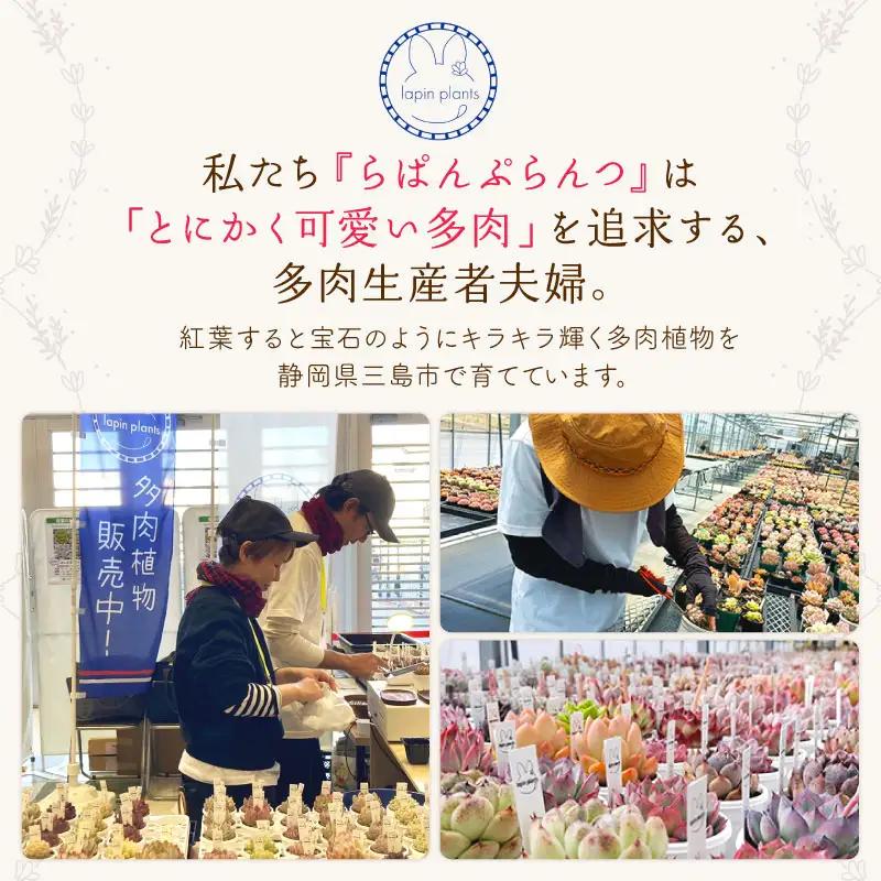 多肉【極み】らぱんぷらんつ プレミアムコレクション4種 