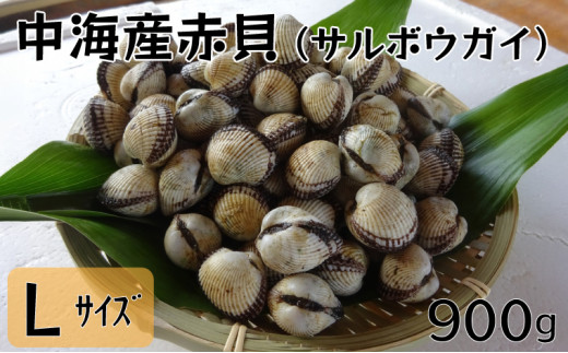 
中海産赤貝（サルボウガイ）Ｌサイズ 900g【赤貝 中海産】
