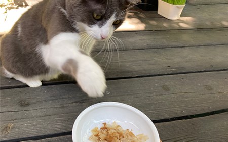 【猫用 キャットフード】猫用かつお節40袋(花けずり)鹿児島県指宿市産鰹節使用(はちわれ農園/010-277)  猫 にも優しい 減塩 かつお節♪ 大切な ペット に 安心の かつお節を♪【 鰹節 か