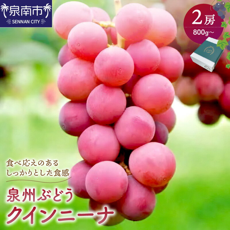 【ふるさと納税】泉州ぶどう クインニーナ 2房 ブドウ フルーツ 果物 期間限定 数量限定 国産 ふるさと納税 ぶどう お中元