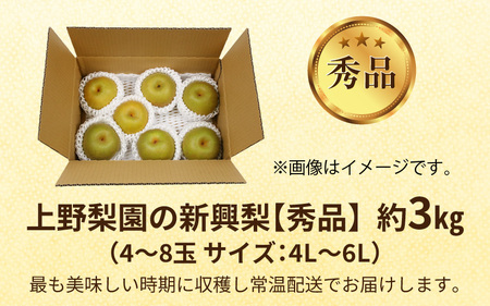 【先行予約】上野梨園の新興梨 約3kg  4L～6L【秀品】《数量限定》梨園直送！  / 期間限定 果物 フルーツ 農家直送 シャキシャキ もぎたて 旬 お取り寄せ ※2024年10月上旬より順次発送