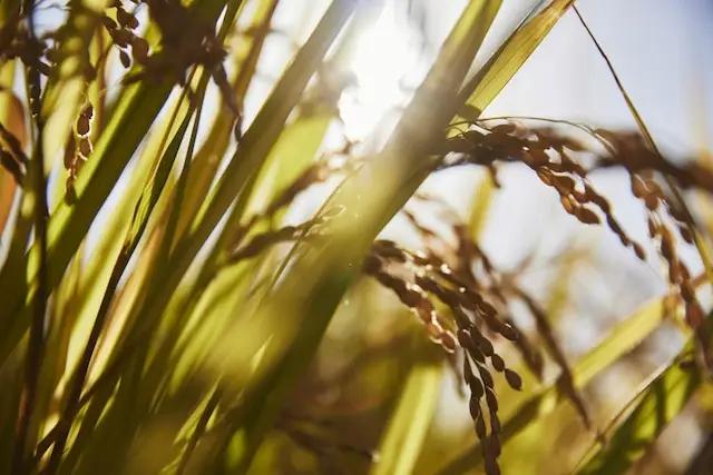 令和7年産 冷めても美味しいヒノヒカリ玄米10kg
