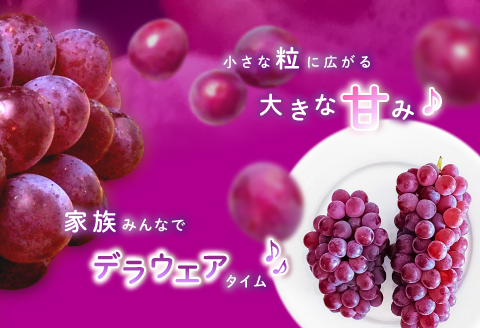 B-545 【先行予約】今が旬！デラウエア 2kg【ぶどう デラウェア 先行予約 期間限定 季節限定 早期予約 果物 くだもの フルーツ 葡萄 ブドウ】