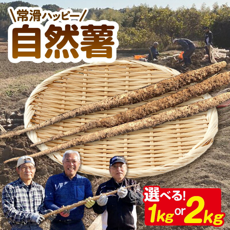 【ふるさと納税】常滑 ハッピー自然薯【選べる容量 1kg・2kg】国産 自然薯 産地直送 山芋 芋 とろろ 長芋 滋養強壮 野菜 希少な根菜 山菜 日本原産の野生種 お取り寄せ 愛知県 常滑市 送料無料