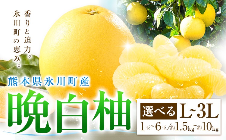 柑橘 晩白柚 選べる L 2L 3L 1玉 ～ 6玉 約1.5kg～10kg 日本フルーツ株式会社《12月上旬-2月末頃出荷》熊本県 氷川町 ばんぺいゆ 果物 フルーツ 大玉 爽やか 甘み 酸味 香り 常温保存 柑橘類 冬 果肉 プリッ 食べ応え---hkw_26_nhf_1_1500g---