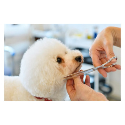 
トリミングチケット 1000円分×3枚【1393730】
