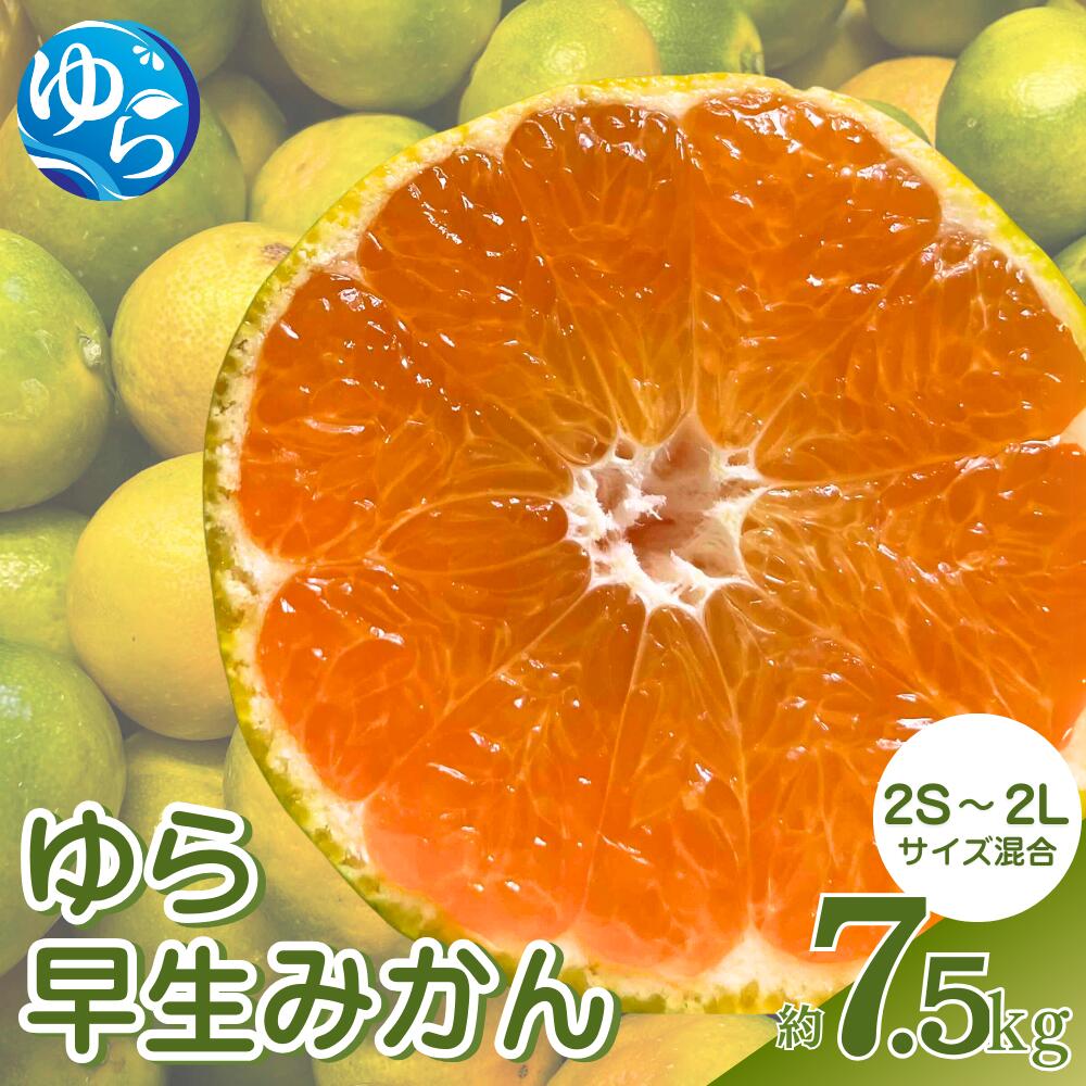 【ふるさと納税】 ゆら早生みかん 約7.5kg【先行予約】※2025年10月中旬～10月下旬順次発送農家直送 / くだもの 果実 柑橘 果物 フルーツ 国産 和歌山県 由良町 ご家庭用 人気 おすすめ