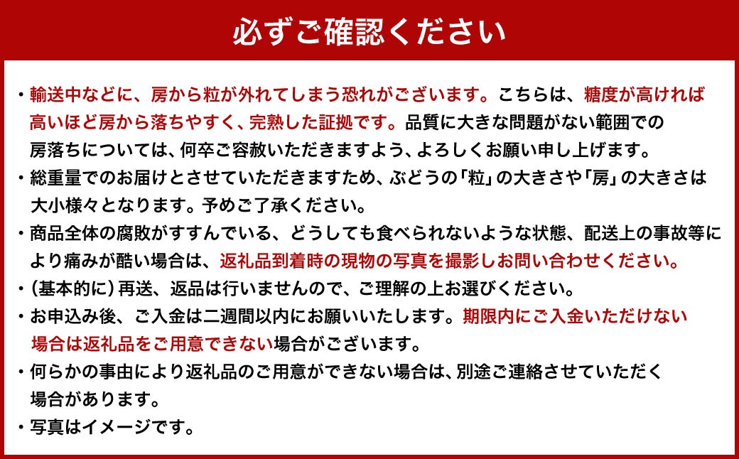【ご 家庭 用】 シャイン ＆ ピオーネ 1.2キロ 【 2026年9月上旬から10月上旬頃発送予定 】