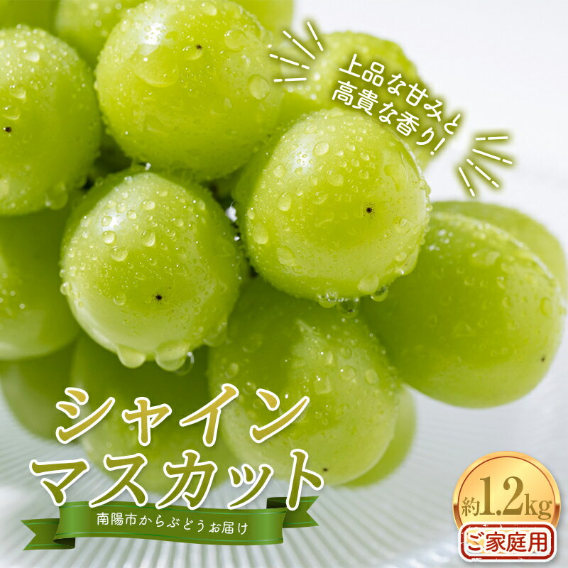 【ふるさと納税】 【令和8年産先行予約】〈家庭用〉 シャインマスカット 約1.2kg (2～3房) 《令和8年10月上旬～発送》 『紺野農園』 山形県 南陽市 [1914-R8]