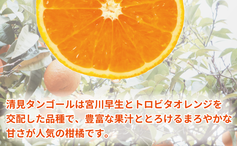 清見 訳あり 清見タンゴール 5kg 杉本屋 先行予約 わけあり タンゴール オレンジ きよみ 清見オレンジ 清見みかん 果物 くだもの フルーツ 柑橘 蜜柑 みかん mikan ミカン デザート 愛