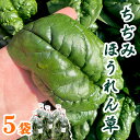 【ふるさと納税】 ちぢみ ほうれん草 5袋 新鮮 野菜 旬 ちぢみ ほうれん草 緑 食物繊維