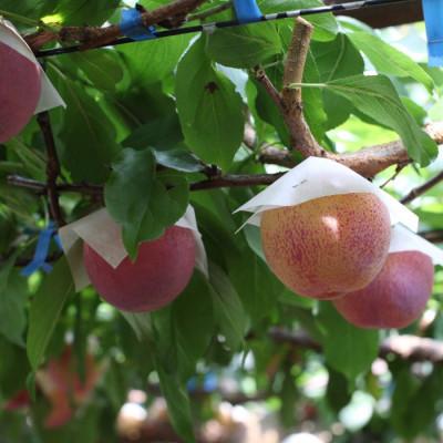 ふるさと納税 南アルプス市 ふるさと納税 2026年先行予約 貴陽 すもも 約1.5kg (8玉〜10玉程度) 南アルプス市産 |  | 02