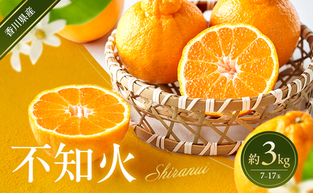 不知火 柑橘 みかん 不知火【約3kg】