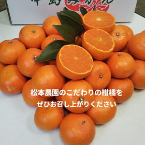 【3月から発送】  秀品 中島育ち！ 木成り完熟のせとか MからLサイズ 5kg | 数量限定 果物 フルーツ 高級 みかん 蜜柑 愛媛 松山 柑橘 小玉 甘い おすすめ 愛媛 松山【BWN0021】