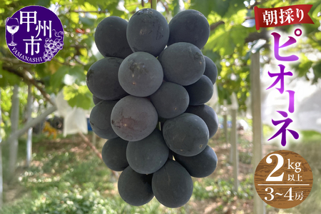 【農家直送】【クール便でお届け】ピオーネ 2kg以上（3～4房入）【2026年発送】（ABE）C-911 ピオーネ フルーツ
