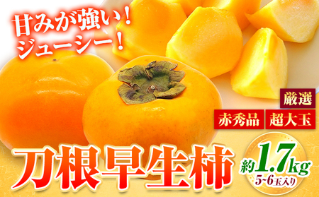 【先行予約】赤秀品 超大玉 刀根早生柿 約 1.7kg 6玉 紀農人株式会社《2026年9月末-10月末頃出荷》 和歌山県 日高川町 果物 フルーツ 柿 かき 早生柿 旬