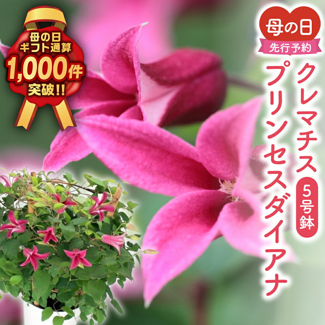 【ふるさと納税】＼先行受付 令和8年5月10日 母の日／ クレマチス 「 プリンセスダイアナ 」 5号鉢 ラッピング付き 2026年 お母さんへの心を込めた贈り物 長持ち 鉢植え フラワー 福島県 田村市 フローラハシモト