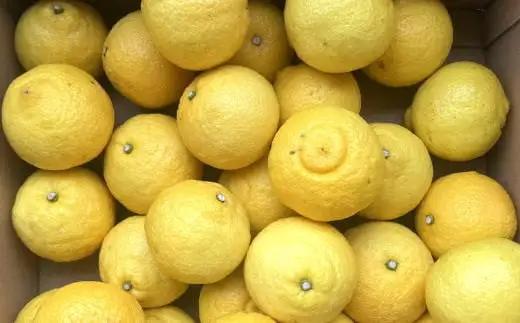 さわやか柑橘 和歌山県産 はるか みかん 4.5kg （サイズ混合　ご家庭用）※2027年2月下旬～3月下旬頃順次発送【tec954】