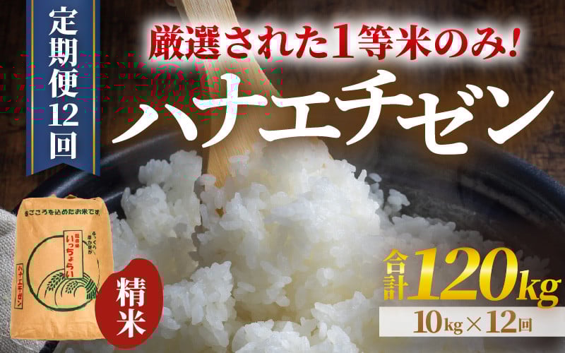 
            【先行予約】【令和7年産・新米】【一等米】 ＜定期便12回＞ ハナエチゼン 精米 10kg × 12回（120kg）《発送直前精米！》  ／ 福井県産 ブランド米 ご飯 白米 お米 コメ 新鮮 大賞 受賞 新米 【2025年9月上旬より順次発送予定】 [aw012-o002]
          