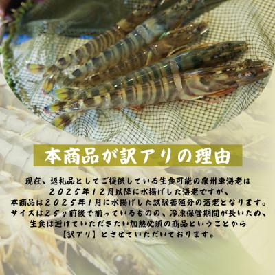 ふるさと納税 泉佐野市 訳アリ!お試し 加熱調理用 泉州車海老250g【TVで紹介されました!】 G3703-1 |  | 02