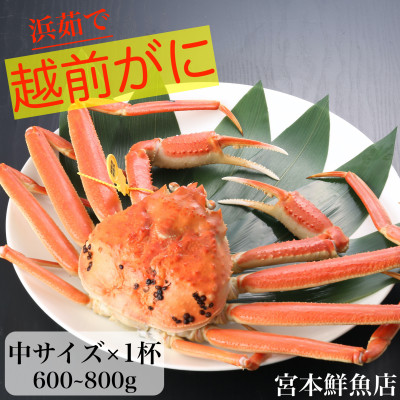 【2024年12月より順次発送】〈浜茹で〉越前がに　中サイズ×1杯【配送不可地域：離島・北海道・沖縄】【1510202】