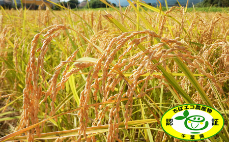 《令和７年産 新米》田代農園『長狭米 ゆうだい21（一等米）』【精米５kg】　[0018-0017]