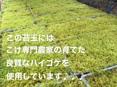 123-4 　こけ専門農家直送!!パキラ苔玉