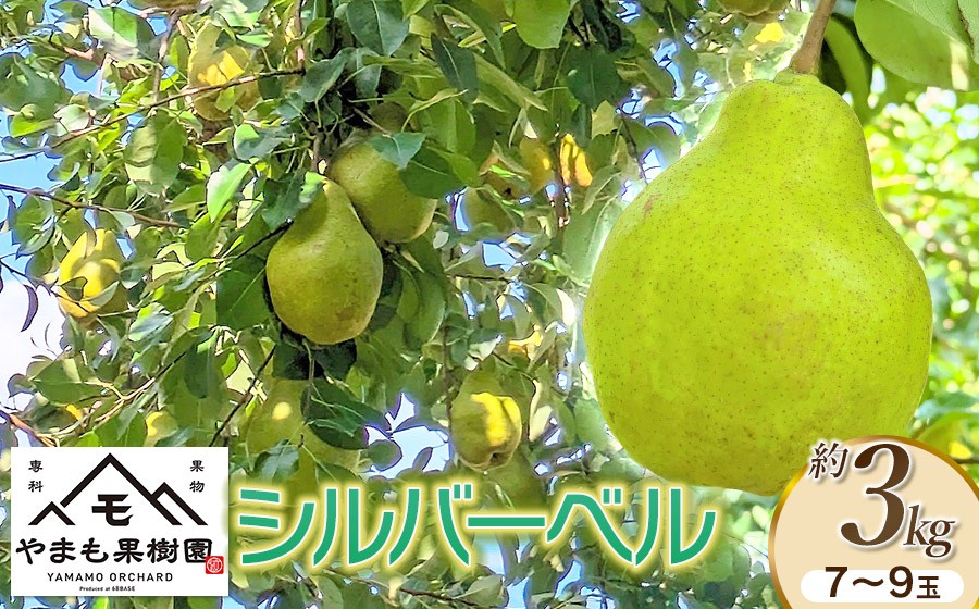 【令和8年産先行予約】洋梨　シルバーベル　約3Kg（7～9玉） 山形県鶴岡市　やまも果樹園　| 洋ナシ 洋なし 西洋梨 産地直送 3キロ 秋果実 果物 くだもの フルーツ デザート 旬 人気 美味しい