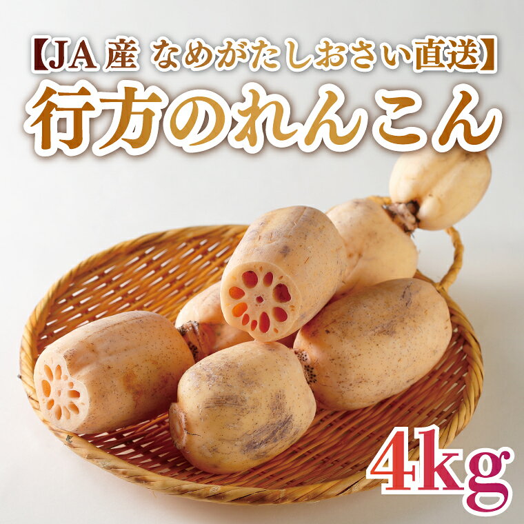 【ふるさと納税】★2026年9月より発送★ JAなめがたしおさい直送　行方のれんこん 約4kg(AE-61)