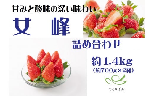 【ふるさと納税】あぐりぼん　いちご「女峰」　詰め合わせ約1.4kg　（約700g×2箱）いちご 果物 フルーツ デザート ストロベリー 果肉 スイーツ 甘い 国産 贈り物 贈答 プレゼント グルメ 人気 おすすめ 季節 旬 旬の果物 詰め合わせ 香川県 三木町 送料無料