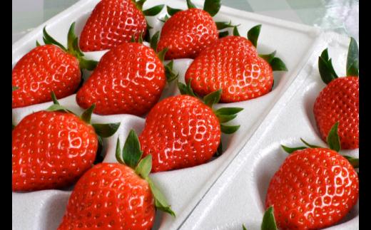 
                  南信州産「いちご」 (300g×8パック)　【たかずやファーム】[№5659-1183]
                