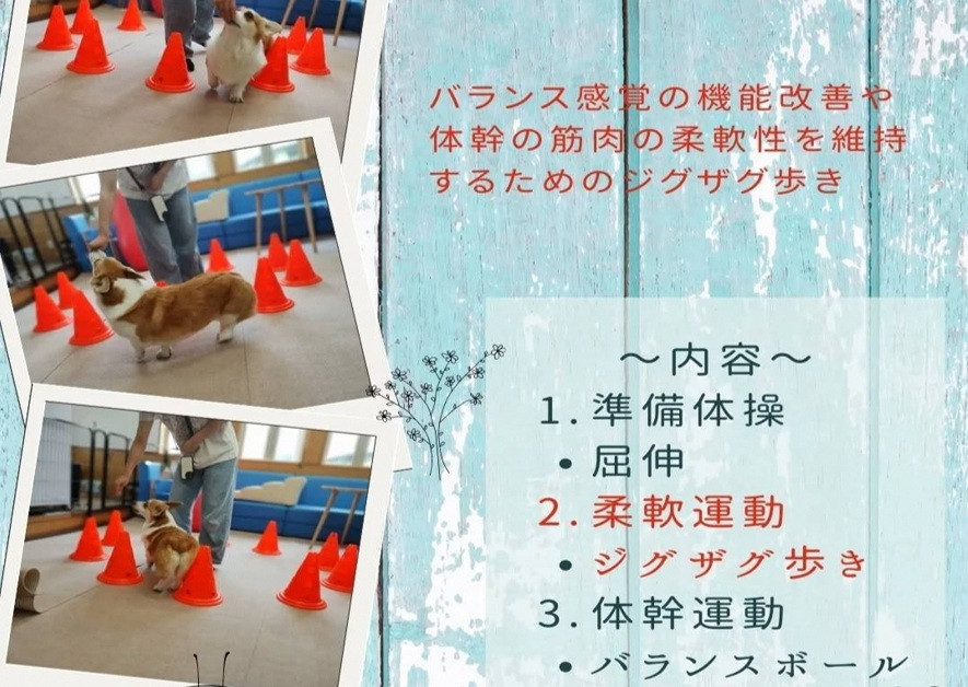 犬のようちえん、犬の学校を運営　問題解決に取り組んでいます