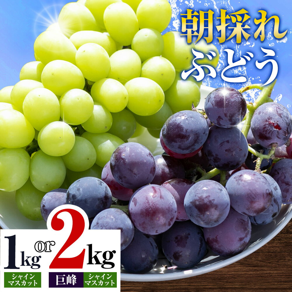 【ふるさと納税】【2025年先行予約】ぶどう 農園直送 朝採れシャインマスカット 2〜3房（1kg以上） シャインマスカット・巨峰詰め合わせ （2kg以上） 果物 ぶどう フルーツ 茨城県産 結城市産 産地直送 《2025年8月下旬-9月下旬頃出荷》 【配送不可地域あり】