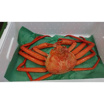 ふるさと納税 射水市 紅ズワイガニ 600g以上 |  | 01