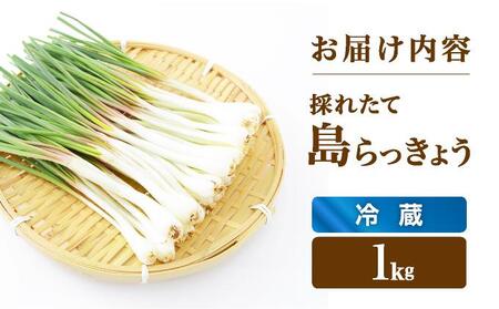 ≪2026年2月下旬～5月下旬発送≫採れたて島らっきょう 1kg 【 沖縄県 石垣市 野菜 らっきょう 島らっきょう おつまみ 採れたて 料理 漬物 天ぷら おかぴ農園 産地直送 】OK-01