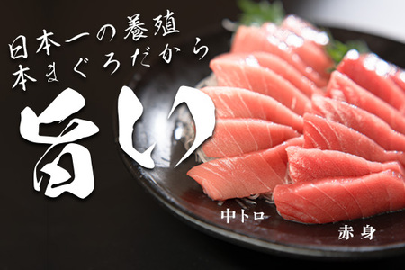 【高知県大月町産 本マグロ】 中トロ・赤身900g