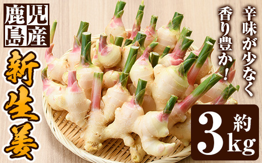 
No.873 ＜数量・期間限定＞新生姜(約3kg) 国産 九州産 鹿児島県産 野菜 生姜 しょうが ショウガ 薬味 初夏 旬【さつま日置農協】
