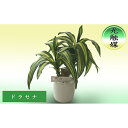 【ふるさと納税】光触媒・造花 ドラセナ 約25cm 観葉植物 植物 北海道 芦別市 日本インソール工業　【雑貨・日用品】