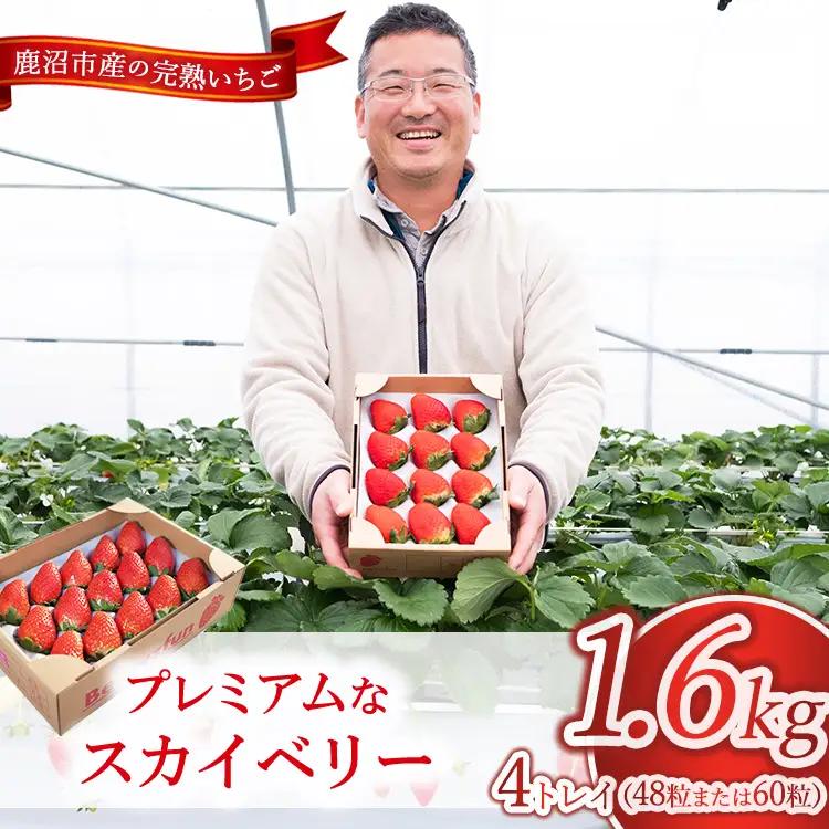 プレミアム いちご スカイベリー 4トレイ1600g ※2026年12月～発送