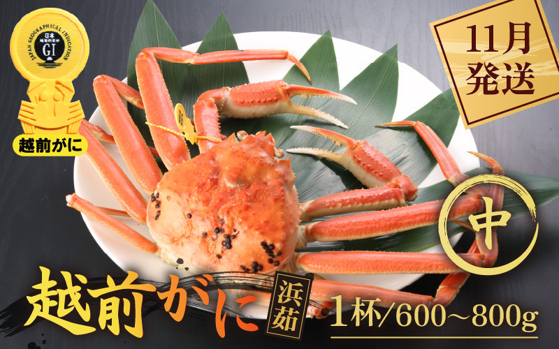 
            越前がに本場の越前町からお届け！ 越前がに 浜茹で 中サイズ（生で600～800g） × 1杯【かに カニ 蟹】【雄 ズワイガニ ずわい蟹 越前ガニ 姿 ボイル 冷蔵 かに カニ 蟹 福井県 越前町】【11月発送分】希望日指定可 備考欄に希望日をご記入ください [e43-x006_11]
          