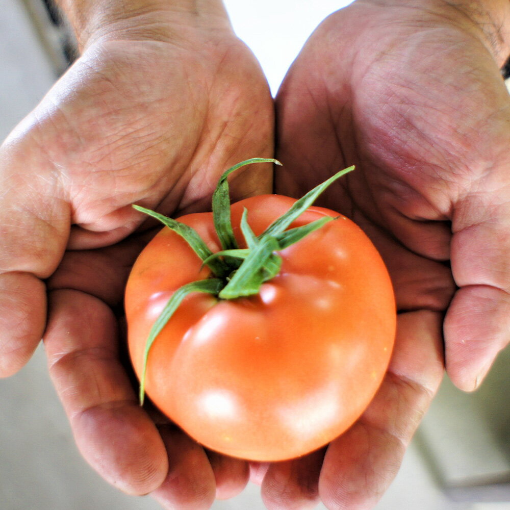 【ふるさと納税】フルーツトマト 1.5kg～2kg （10個～20個）【2026年1月上旬から4月下旬発送予定】｜ 糖度7度以上 農薬不使用 （栽培期間中） 水耕栽培 産地直送 高リコピン 橘農園 甘い 糖度 トマト 野菜 大阪府 阪南市 送料無料