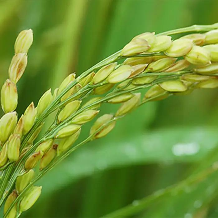 ミルキークイーン 無洗米 10kg 茨城県産 令和7年産【小松崎商事】255