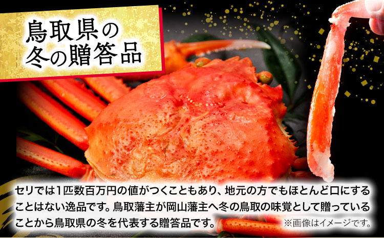 活き タグ付き 松葉ガニ カニ 500g 1杯 さんチョク《11月中旬から4月上旬頃出荷》鳥取県 八頭町 送料無料 蟹 かに 鍋 ズワイガニ ズワイ蟹 生 冷蔵