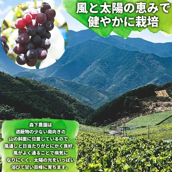 【先行予約】有田産 巨峰 約 2kg 巨峰村 森下農園 ぶどう 送料無料 フルーツ★2026年8月下旬から順次発送