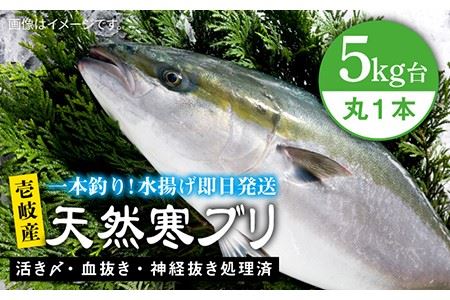 壱岐島産天然寒ブリ（5キロ台・丸もの） 《壱岐市》【壱岐島　玄海屋】[JBS003]  魚 刺身 しゃぶしゃぶ 49000 49000円